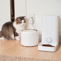 猫の水遊び問題 歴代の水飲み器を紹介 マンチカン リリーのブログ 猫の水遊び問題 歴代の水飲み器を紹介 マンチカン リリーのブログ