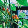 ミニトマト大収穫🍅とアプリ活動📱