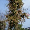 この木はどうしたのか