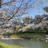 ギリギリ見れた桜は綺麗だった