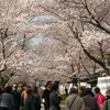 　ももさんお勧めでー花見