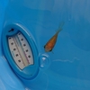 室内プラ舟30型  水換え