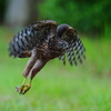 オオタカ幼鳥の羽ばたき（飛翔）色々。