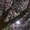 写真　夜の谷中霊園の桜