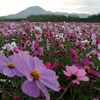 コスモスも咲いていた11月初旬