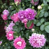 ファンシー・ラッフル　Fancy Ruffle