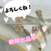 【ヤフオク出品】ポニョ 2ペア＋1 販売中！