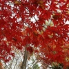 秋の有珠善光寺と有珠善光寺自然公園は紅葉が美しかった。