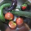 【隠居の朝の一言　野菜は気候変動に余裕を持たせて　07/16】