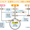 ビタミンその③：水溶性ビタミン（後半）