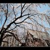 滝桜の慈眼寺