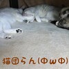 猫団らん