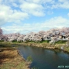 太平川観桜会　見ごろです