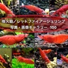 極火蝦・レッドファイアーシュリンプの写真・画像一覧51〜100(後編)