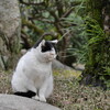 レンズを1本