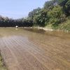 今年も、田植え終了。