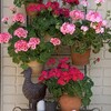 鉢植え再び
