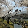 染井霊園で谷田川源流部と桜を愉しむ～板橋・駒込～