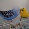 カキカキ大好きなインコ達
