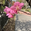 桜は開花したけれど・・・