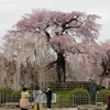 京都　八坂神社　垂れ桜🌸開花状況速報🆕👂‼️