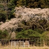 大子・相川の桜たち・・