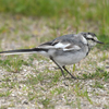 長崎県の離島の離島へ鳥を見に行ってみた（２０１９　０３３０）