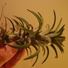T. ionantha v. vanhyningii から子株がたくさん出てきた。