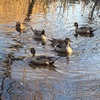 都筑の杜　それぞれの池にそれぞれのカモ