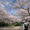 今日も桜めぐり