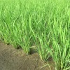 イネの生育は順調で中干しをする