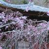 成願寺の枝垂れ桜そしてリコーダーの練習会
