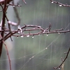 朝から雨、、、