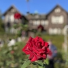 【薔薇（バラ）とは？】英語3文で学ぶRoses