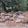 大木が伐採された後の処理はどうなる？  What happens after a large tree is cut down?