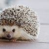 ハリネズミをどうやってハグするか