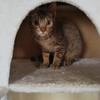 猫ブログ_２日目午後から少し慣れてきた #オシキャット