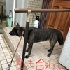 甲斐犬サン、審議拒否する！の巻〜( ﾟДﾟ)σ異議ｱﾘ‼︎