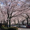 さくら通り 桜満開！(2023/3/24)