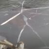 池の氷を激しく突き破ってきたのは…？カナダで意外な動物の姿を撮影