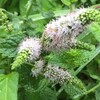 スペアミントとペパーミントの花