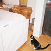 The Blue Cat / neko 歌詞和訳