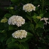アジサイとサツキの花