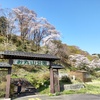 とちぎ桜_お丸山公園