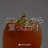 2416食目「ニンジンから葉っぱが！」食べていいの？