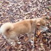 秋深し、何が起こるかわからない…