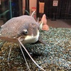 【道の駅みなかみ水紀行館】ロッククライミングやミニ水族館もある！