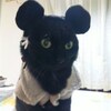 お耳　こんなになっちゃった～！！　黒猫りぃちゃん編