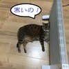 ４月も半ばというのに愛猫も私も寒がりすぎ