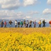 “雪山”と“菜の花”のノル歩